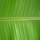 Banana_leaf.jpg