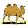 camel.jpg