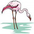 flamingo.jpg