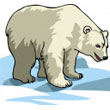 polar_bear.jpg