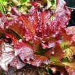 red-leaf_lettuce.jpg
