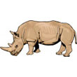 rhinoceros.jpg