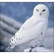 snowy_owl.jpg