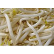 soybean_sprouts.jpg